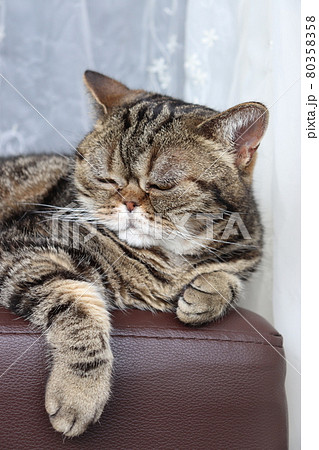 暖かい場所で日向ぼっこする鼻ぺちゃ猫アメリカンショートヘアブラウンタビーの写真素材