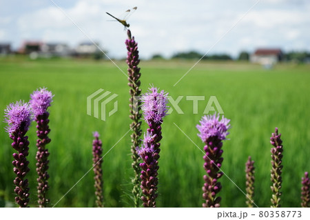 夏の花　リアトリス 80358773