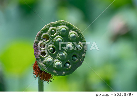 大賀ハスの果托 80358797