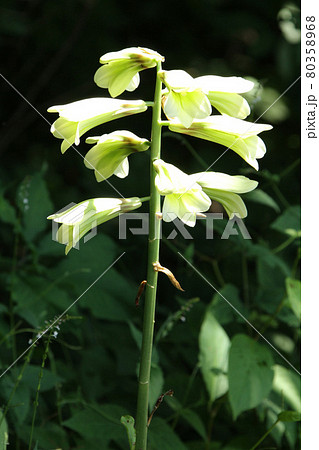 オオウバユリ 大姥百合 エゾウバユリ オオウバユリ 大姥百合 エゾウバユリ 80358968