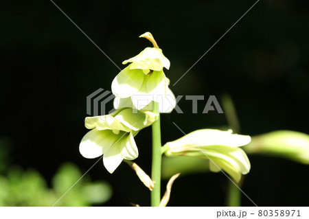 オオウバユリ 大姥百合 エゾウバユリ オオウバユリ 大姥百合 エゾウバユリ 80358971