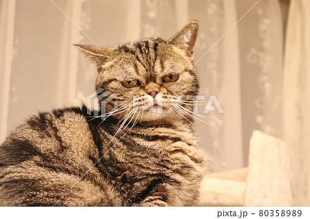 チッ舌打ちしている表情の鼻ぺちゃ猫アメリカンショートヘアブラウンタビー 80358989