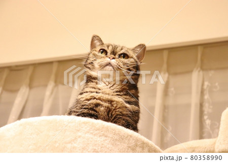 キャットタワーに君臨する鼻ぺちゃ猫アメリカンショートヘアブラウンタビー 80358990