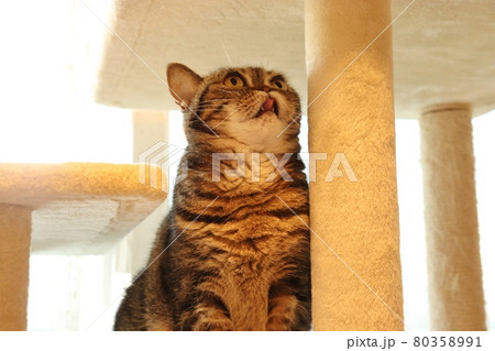 舌を出したまま上を見上げる鼻ぺちゃ猫アメリカンショートヘアブラウンタビー 80358991