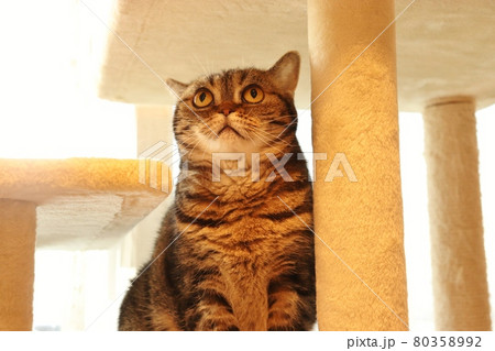 目を丸くして上を見上げる鼻ぺちゃ猫アメリカンショートヘアブラウンタビー 80358992