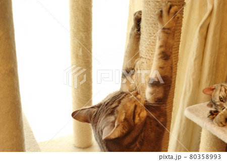 のびのび爪とぎする猫アメリカンショートヘアブルータビー 80358993