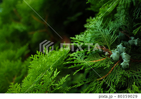 檜 コノテガシワ の実の写真素材