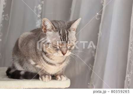 箱座りで落ち着く猫アメリカンショートヘアブルータビー 80359265