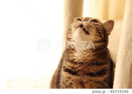 空を見上げる鼻ぺちゃ猫アメリカンショートヘアブラウンタビー 80359266