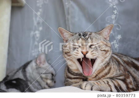 のびのびあくびする猫アメリカンショートヘアシルバーパッチドタビー のびのびあくびする猫アメリカンショートヘアシルバーパッチドタビー 80359773