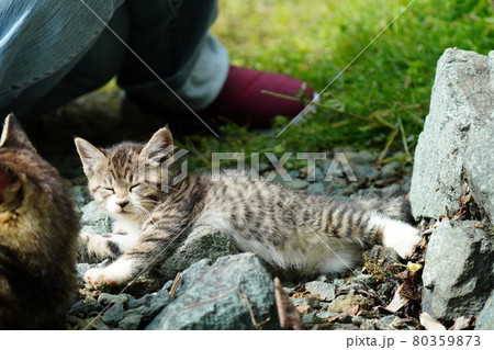 野良猫の可愛い子猫兄弟が家族に見守られ可愛い寝顔の写真素材