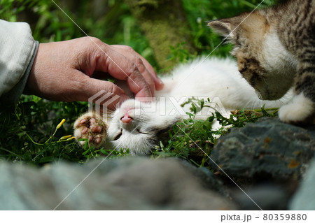 野良猫の可愛い子猫兄弟が家族に見守られ可愛い寝顔 80359880