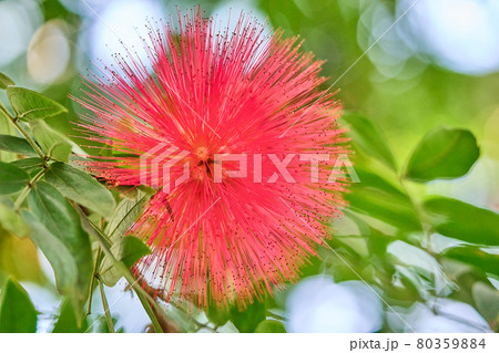 オオベニゴウカン calliandra オオベニゴウカン calliandra 80359884