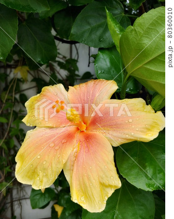 雨に咲くハイビスカス2　沖縄 80360010