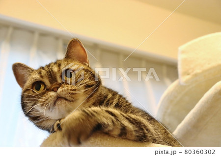 キャットタワーで興奮した表情の鼻ぺちゃ猫アメリカンショートヘアブラウンタビー キャットタワーで興奮した表情の鼻ぺちゃ猫アメリカンショートヘアブラウンタビー 80360302