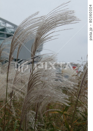 韓国大田の甲川付近 韓国大田の甲川付近 80360304