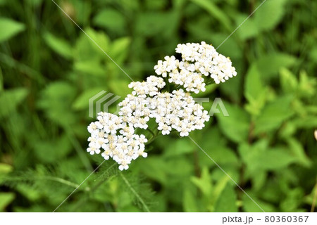 ノコギリソウ 80360367