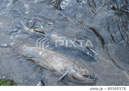 産卵して力尽きた鮭の死骸 鮭の遡上と自然の営み 北海道豊浦町貫気別川インディアン水車公園の写真素材