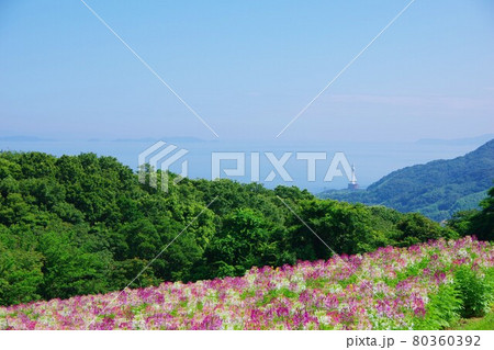兵庫県淡路島　あわじ花さじき 80360392