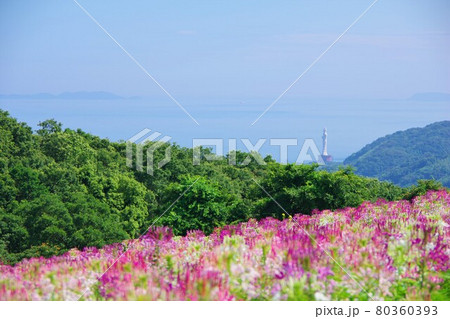 兵庫県淡路島　あわじ花さじき 80360393