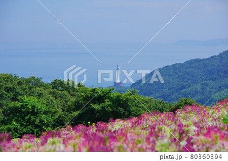兵庫県淡路島　あわじ花さじき 80360394