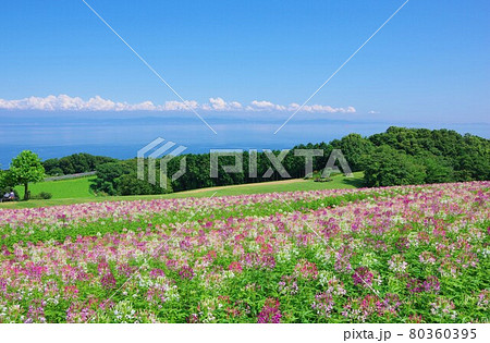 兵庫県淡路島　あわじ花さじき（大阪南部方面を望む） 80360395