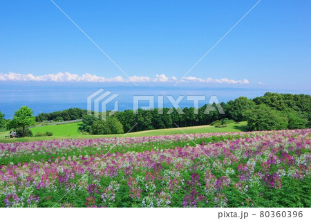 兵庫県淡路島 あわじ花さじき(大阪南部方面を望む) 兵庫県淡路島 あわじ花さじき(大阪南部方面を望む) 80360396