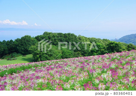 兵庫県淡路島 あわじ花さじき 兵庫県淡路島 あわじ花さじき 80360401