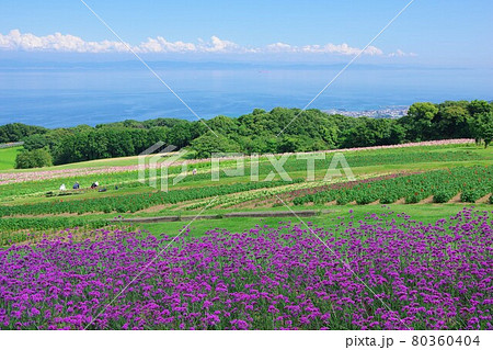 兵庫県淡路島 あわじ花さじき(大阪南部方面を望む) 兵庫県淡路島 あわじ花さじき(大阪南部方面を望む) 80360404