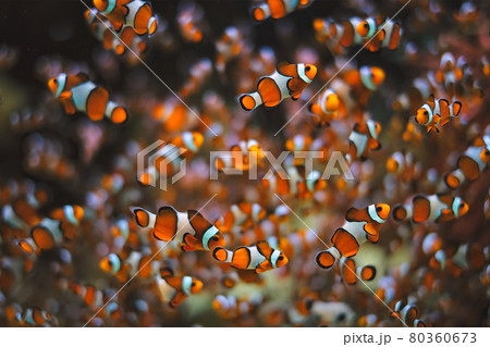 Clown Anemonefish Amphiprion ocellaris 80360673