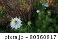 涼しげな白いニゲラ(クロタネソウ)の花 80360817