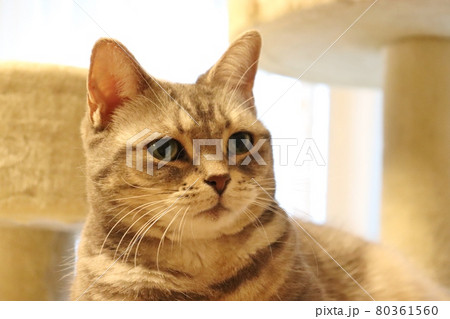 キャットタワーで日向ぼっこ落ち着いた猫アメリカンショートヘアブルータビー キャットタワーで日向ぼっこ落ち着いた猫アメリカンショートヘアブルータビー 80361560