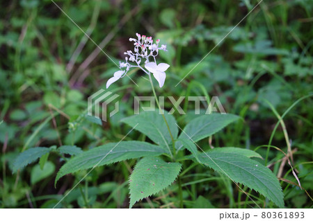 クサアジサイ クサアジサイ 80361893