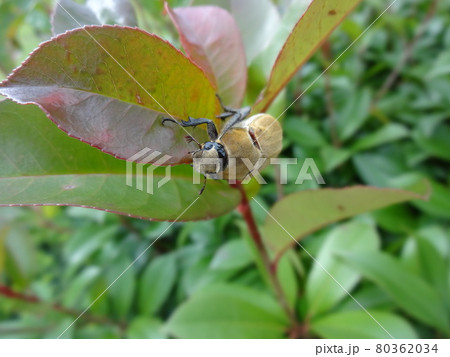 葉につかまるコフキコガネ 80362034