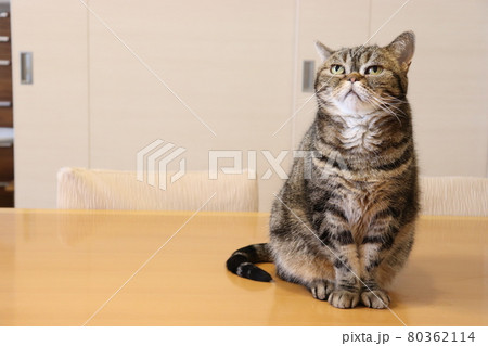 姿勢よく座る鼻ぺちゃ猫アメリカンショートヘアブラウンタビー 80362114