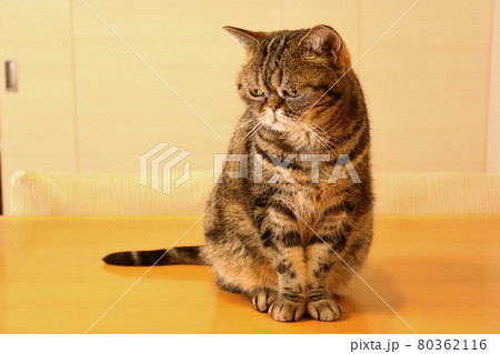 姿勢よく座る左下視線の鼻ぺちゃ猫アメリカンショートヘアブラウンタビー 80362116