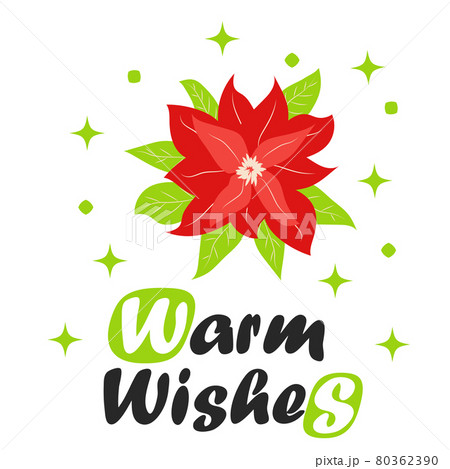 Traditional Christmas poinsettia flower with green leaves and red petals. Christmas flower 80362390