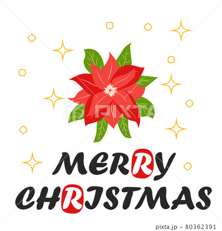 Traditional Christmas poinsettia flower with green leaves and red petals. Christmas flower 80362391