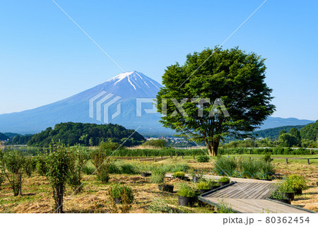 初夏の富士山と新緑 初夏の富士山と新緑 80362454