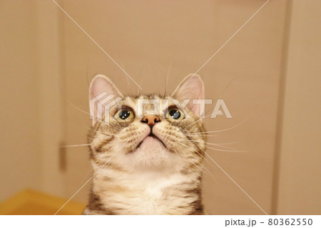 驚きの目をする猫アメリカンショートヘアシルバーパッチドタビー 驚きの目をする猫アメリカンショートヘアシルバーパッチドタビー 80362550