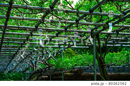 夏を告げる藤棚の風鈴 薬師池公園(東京都町田市) 夏を告げる藤棚の風鈴 薬師池公園(東京都町田市) 80362562