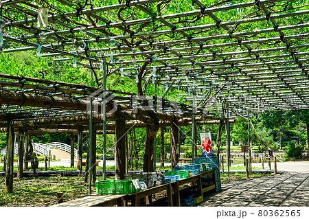 夏を告げる藤棚の風鈴 薬師池公園(東京都町田市) 夏を告げる藤棚の風鈴 薬師池公園(東京都町田市) 80362565
