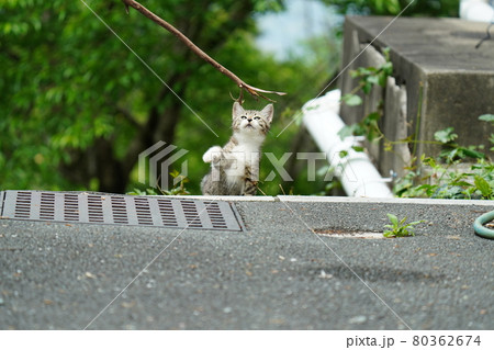 家族に見守られ新緑の中で元気に遊びジャンプする野良猫の可愛い子猫 家族に見守られ新緑の中で元気に遊びジャンプする野良猫の可愛い子猫 80362674