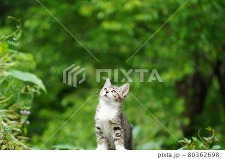 家族に見守られ新緑の中で元気に遊びジャンプする野良猫の可愛い子猫 家族に見守られ新緑の中で元気に遊びジャンプする野良猫の可愛い子猫 80362698