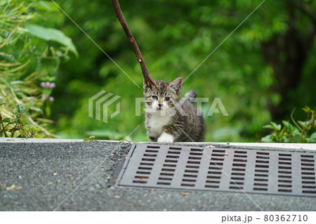 家族に見守られ新緑の中で元気に遊びジャンプする野良猫の可愛い子猫 家族に見守られ新緑の中で元気に遊びジャンプする野良猫の可愛い子猫 80362710