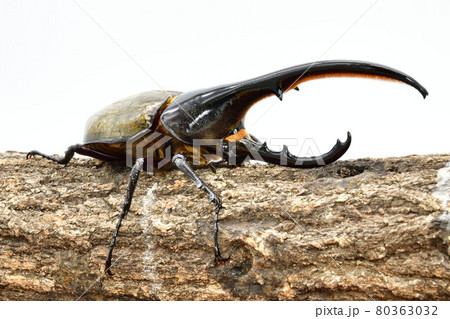 ヘラクレスヘラクレス 80363032