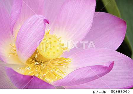 優雅に咲く蓮の花 優雅に咲く蓮の花 80363049