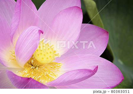 優雅に咲く蓮の花 優雅に咲く蓮の花 80363051