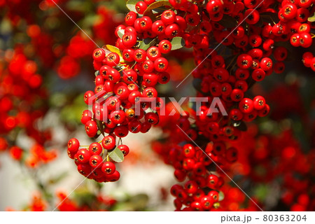 美しさはあんたの魅力ビラカンサ1 80363204