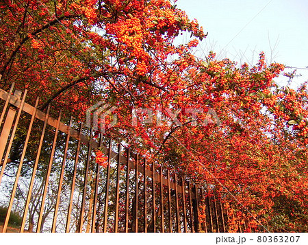 生垣細葉常磐山査子ピラカンサ 80363207